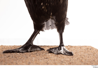 Double-crested cormorant Phalacrocorax auritus leg 0005.jpg